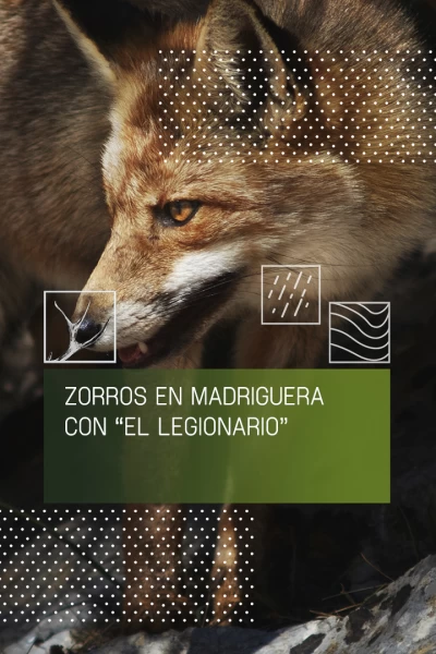 Zorros en madriguera con el legionario