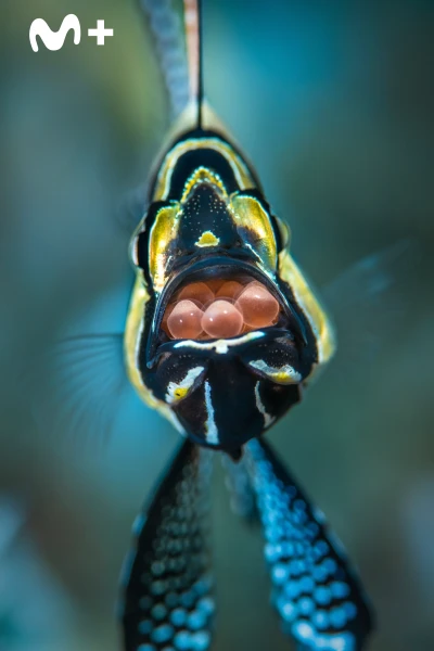 Parenthood. Parenthood: Ep.2