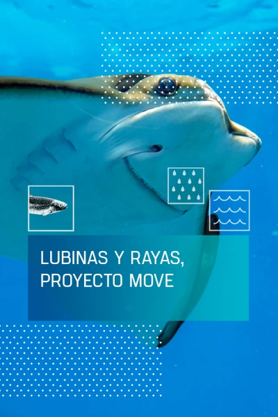 Lubinas y rayas, proyecto Move