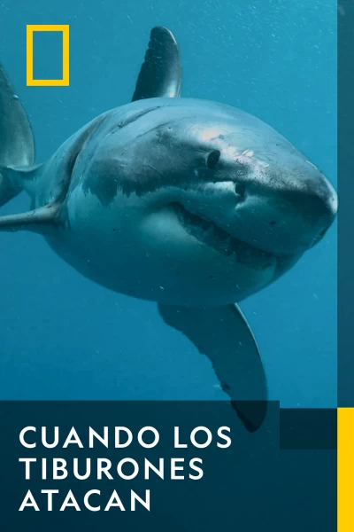Cuando los tiburones atacan
