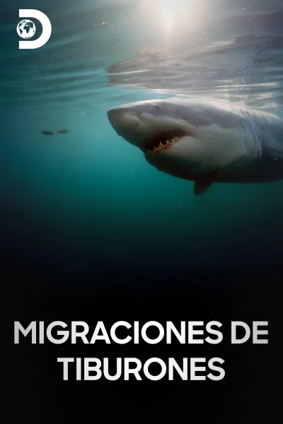 Migraciones de escualos