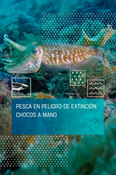 Pesca en peligro de extinción: chocos a mano
