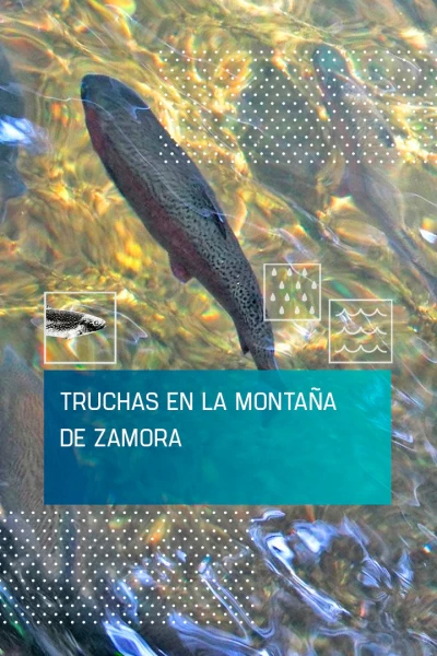 Truchas en la montaña de Zamora