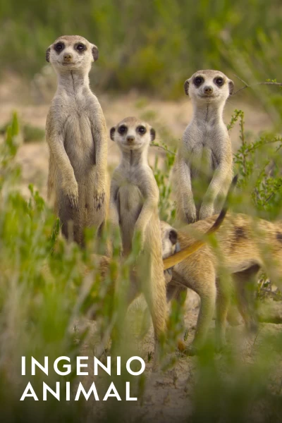 Ingenio animal