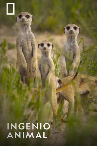 Ingenio animal