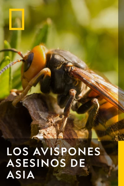 Los avispones asesinos de Asia