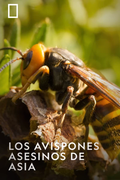 Los avispones asesinos de Asia