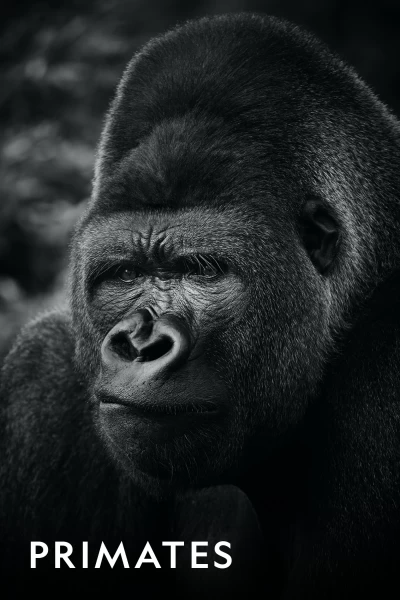 Primates. Primates: Batallas familiares