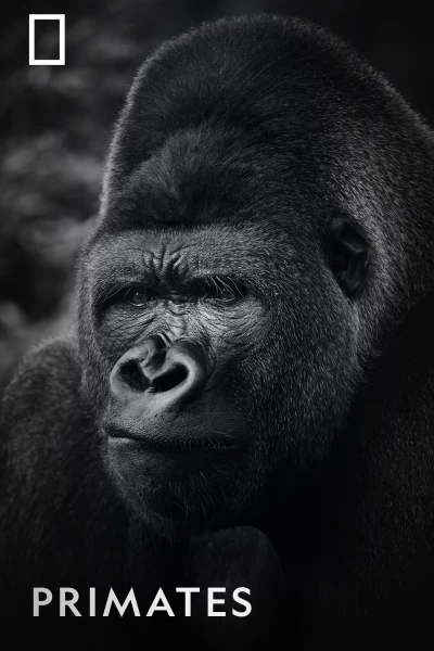 Primates