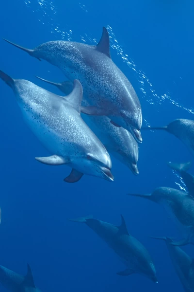 Delfines en primer plano con Bertie Gregory. Delfines en primer plano con Bertie Gregory