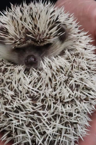 Doctor Pol. Doctor Pol: ¡Te he dicho que no!