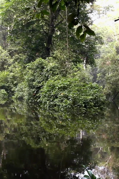 Amazonía. Amazonía: El Amazonas