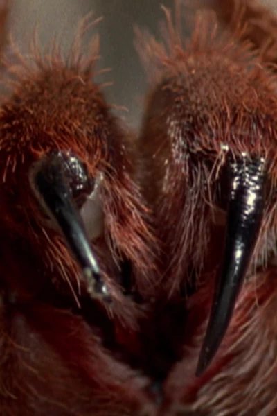 Amazonía. Amazonía: El Amazonas