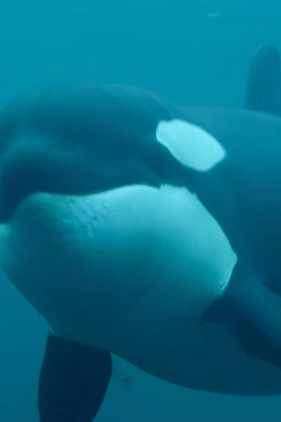 Ballenas. Ballenas: Cuestión de cultura