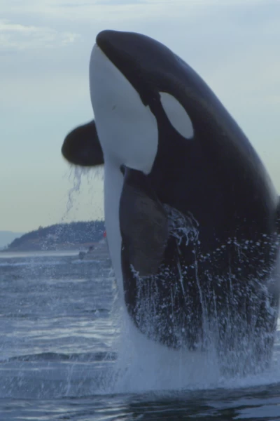 Ballenas. Ballenas: Escuela de asesinas