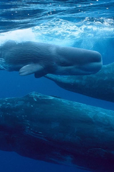 Ballenas. Ballenas: Gigantes de las profundidades