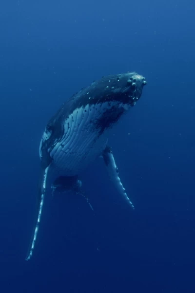 Ballenas. Ballenas: La costa de las ballenas