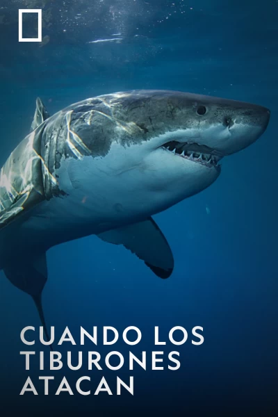 Cuando los tiburones atacan