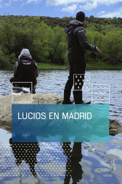 Lucios en Madrid