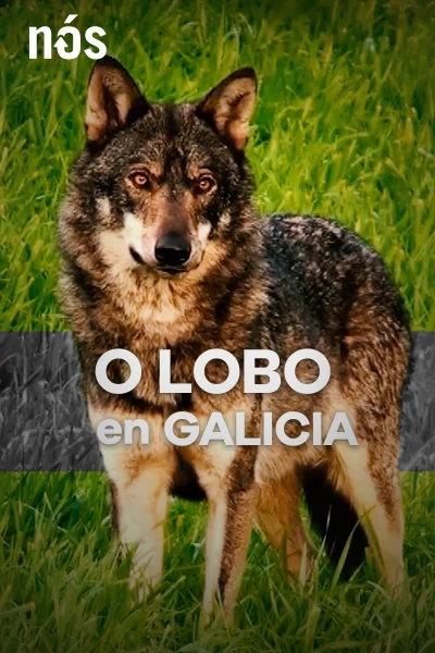 O lobo en Galicia, ameaza ou patrimonio