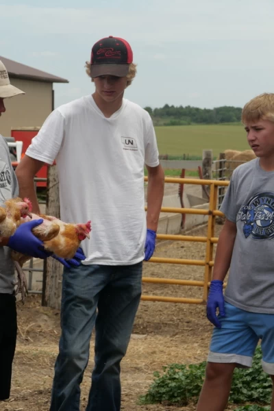 Veterinarios de Nebraska. T(T4). Veterinarios de... (T4): Las gallinas se complican
