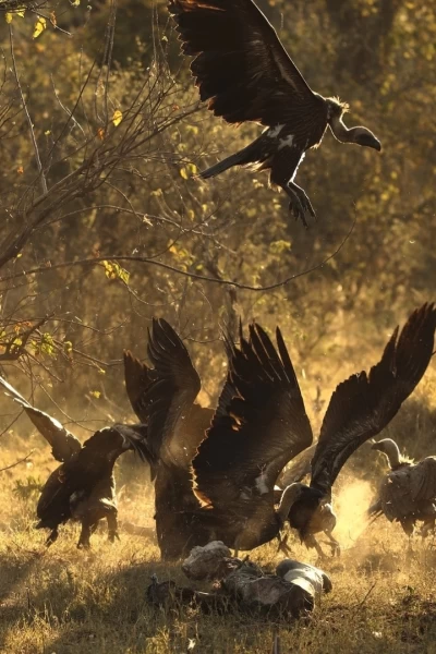África. África: Tácticas de caza