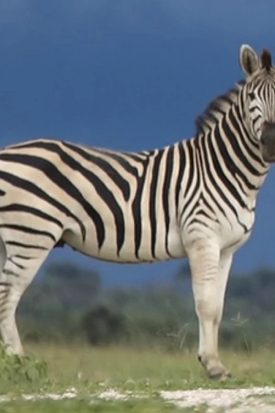 África. África: Depredación en grupo