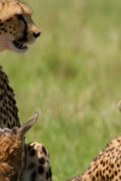 África. África: Genios salvajes de África