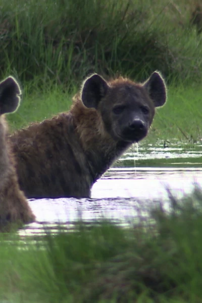 África. África: Praderas