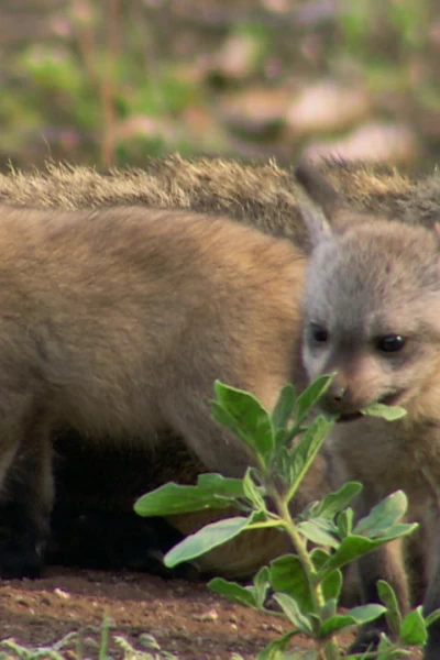 África. África: Kalahari