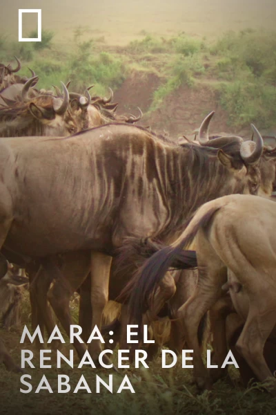 Mara: el renacer de la Sabana