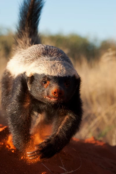 África. África: El asombroso tejón de la miel