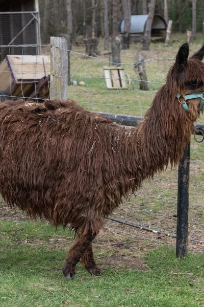Doctor Pol. Doctor Pol: Los relinchos de nuestras vidas
