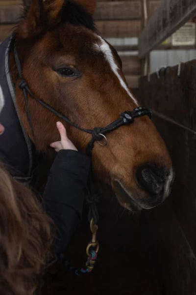 Doctor Pol. Doctor Pol: Dr. Pol-Ar Express