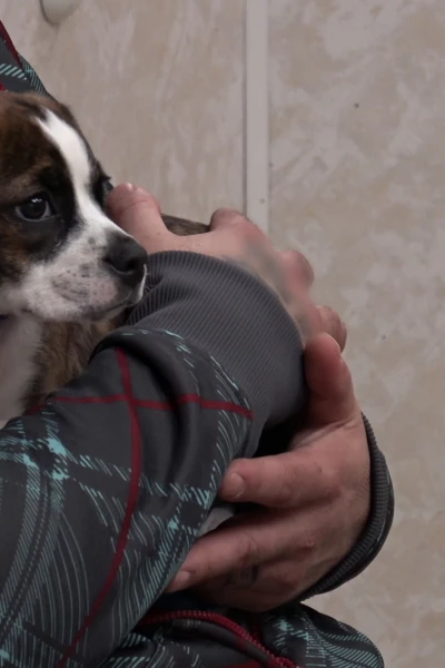 Doctor Pol. Doctor Pol: Oh, pobrecito