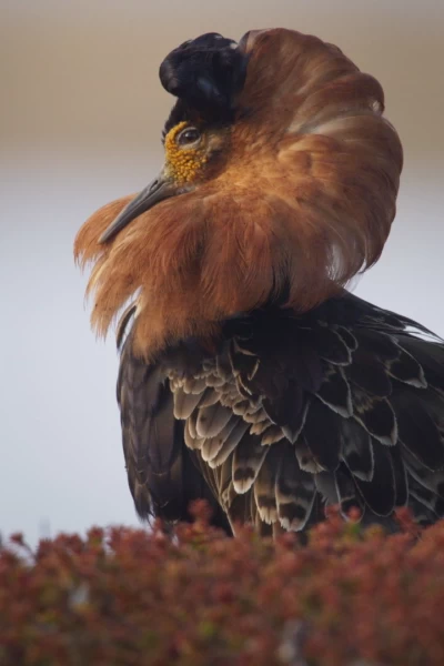 Europa indómita. Europa indómita: Montañas