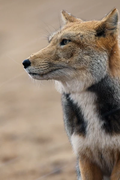 Invierno salvaje. Invierno salvaje: Escuela de invierno