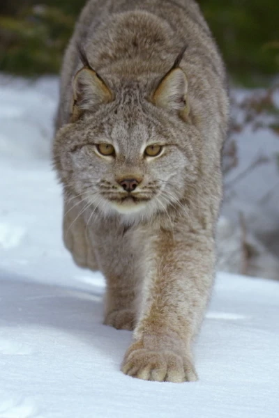 Invierno salvaje. Invierno salvaje: América insólita: el salvaje invierno