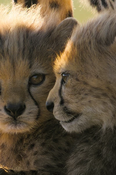 Guepardos en primer plano con Bertie Gregory. Guepardos en primer...: Ep.1