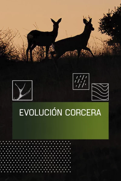 Evolución corcera