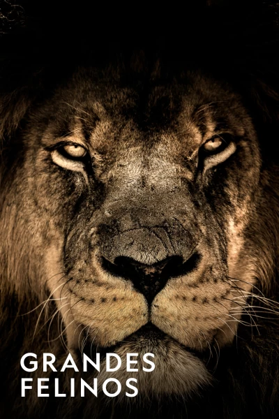 Grandes felinos. Grandes felinos: Viviendo con los grandes felinos