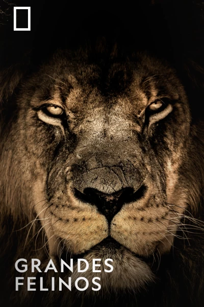 Grandes Felinos