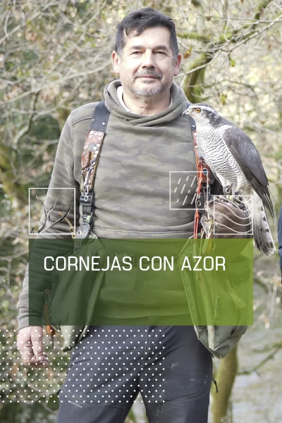 Cornejas con azor