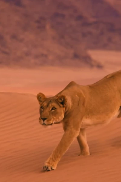 Grandes felinos. Grandes felinos: La lucha de una madre
