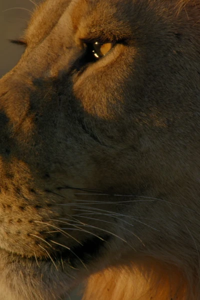 Grandes felinos. Grandes felinos: El ojo de leopardo