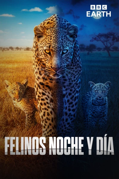 Felinos noche y día