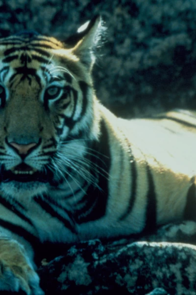 Grandes felinos. Grandes felinos: Primavera