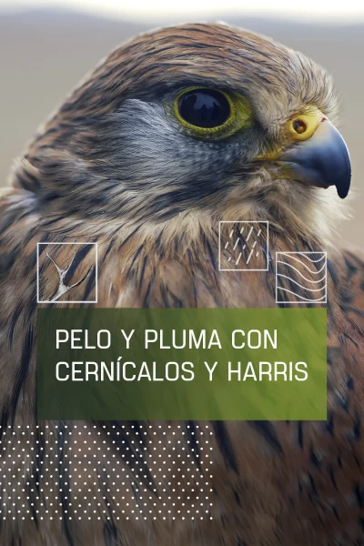 Pelo y pluma con cérnicalos y harris