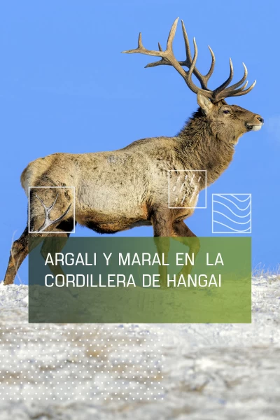 Argali y Maral de la cordillera de Hangai
