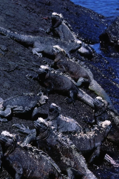 América extraordinaria. América extraordinaria: Galápagos